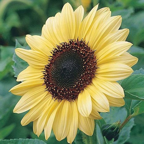 Sunflower Variety: Florenza, Valentine, Sonja (25 seeds of each ×3)