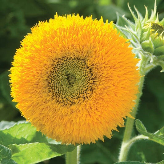 Sunflower Teddy Bear seeds