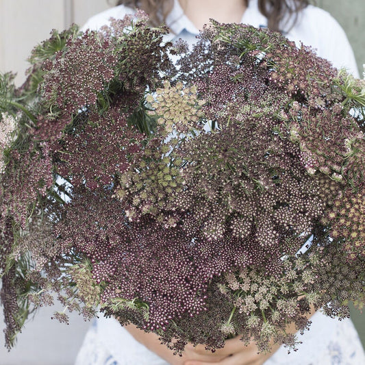 Dara Daucus Queen Anne's Lace seeds