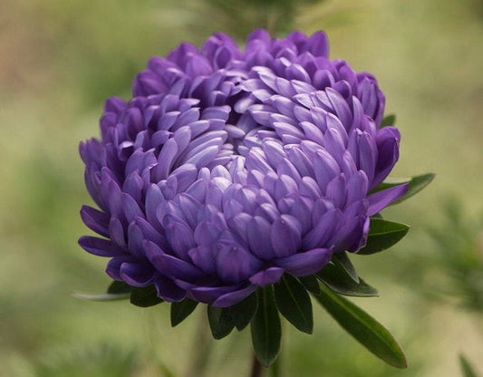 Tower Blue Aster seeds