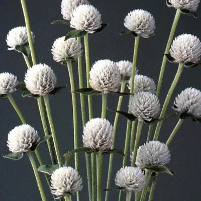 Gomphrena Audray white seeds