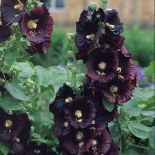 Hollyhock Nigra seeds