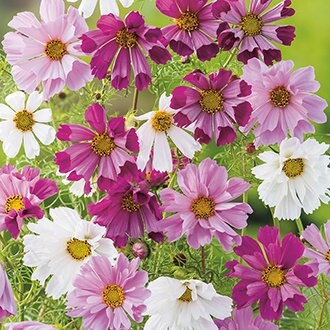Cosmos Seashells Mix seeds