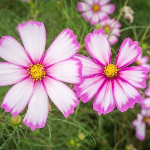 Cosmos Candy Stripe seeds