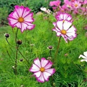 Cosmos Candy Stripe seeds