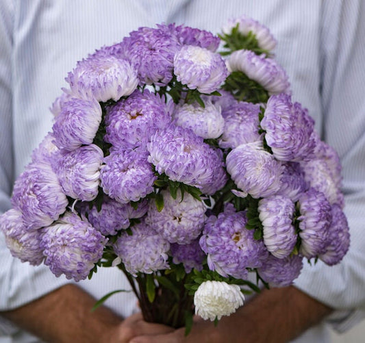 Tower Silver Aster seeds