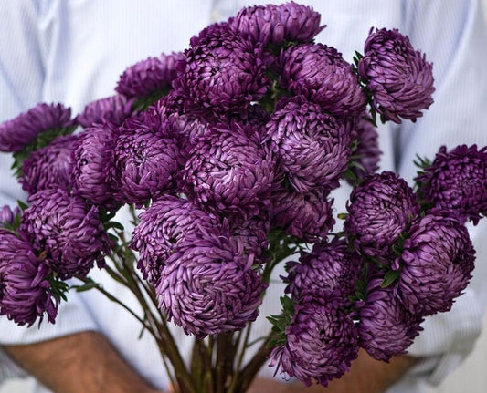 Tower Violet Aster seeds