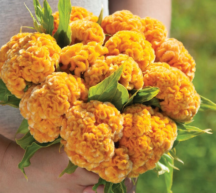 Celosia Chief Gold seeds