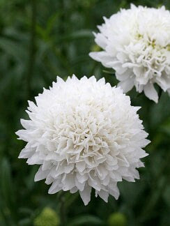 Scabiosa Snow Maiden seeds