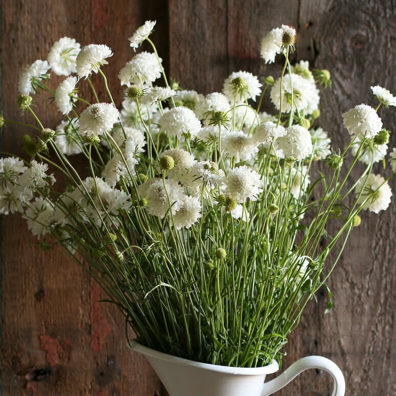 Scabiosa Snow Maiden seeds