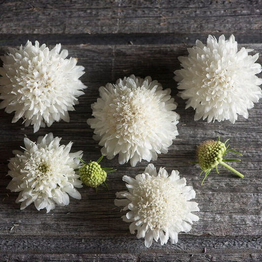 Scabiosa Snow Maiden seeds