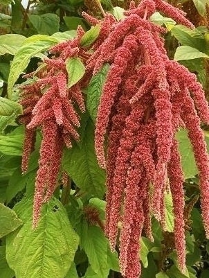 Amaranth Variety: Hot Biscuits, Coral Fountain, Emerald Tassels (100+ seeds per variety x3)