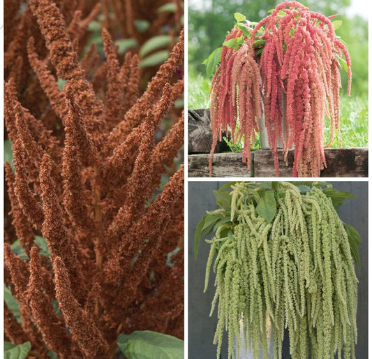 Amaranth Variety: Hot Biscuits, Coral Fountain, Emerald Tassels (100+ seeds per variety x3)