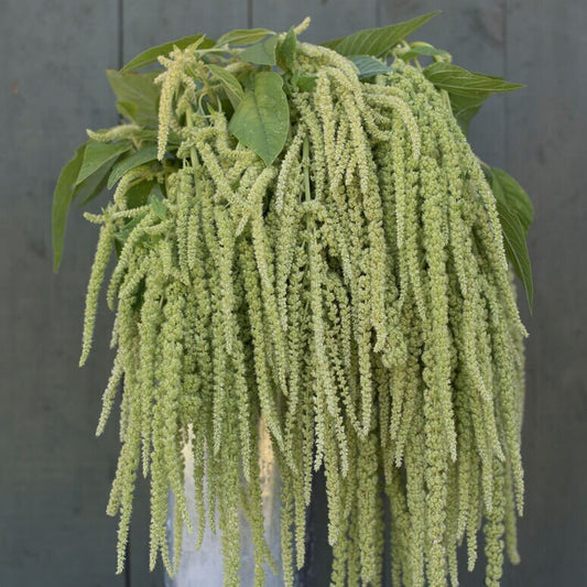 Amaranth Emerald Tassels seeds