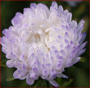 Tower Aster Variety: Silver, Violet, Chamois, Blue (25 seeds per variety ×4)