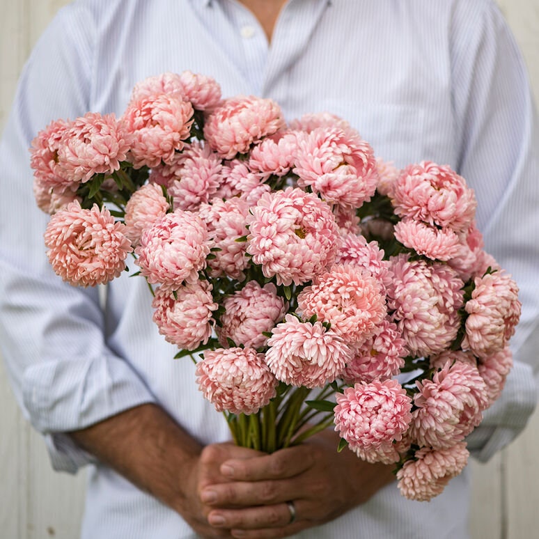 Tower Aster Variety: Silver, Violet, Chamois, Blue (25 seeds per variety ×4)