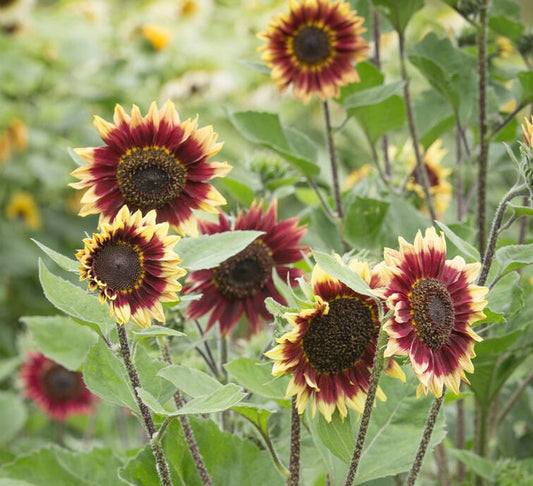 Sunflower Variety: Florenza, Valentine, Sonja (25 seeds of each ×3)