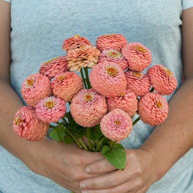 Oklahoma Zinnia Variety: Salmon, White, Carmine, Pink (25 seeds for each variety ×4)