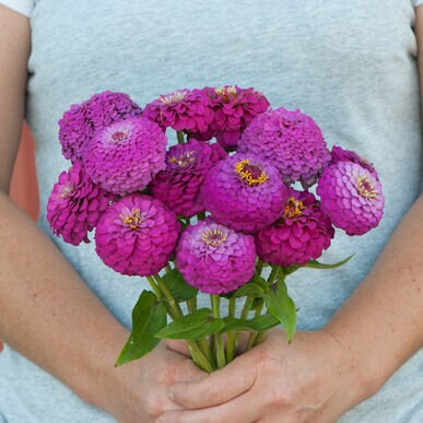 Oklahoma Zinnia Variety: Salmon, White, Carmine, Pink (25 seeds for each variety ×4)