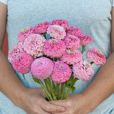 Oklahoma Zinnia Variety: Salmon, White, Carmine, Pink (25 seeds for each variety ×4)