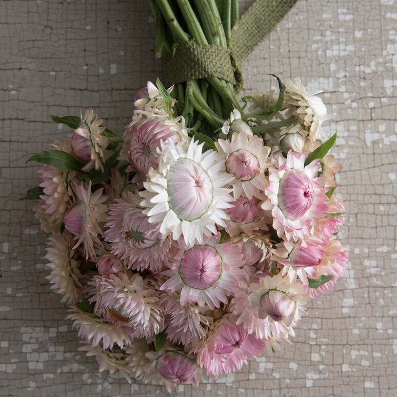 Strawflower Variety: Sultane Mix, Apricot/Peach, Purple-Red, Silvery Rose (100+ seeds of each variety ×4)