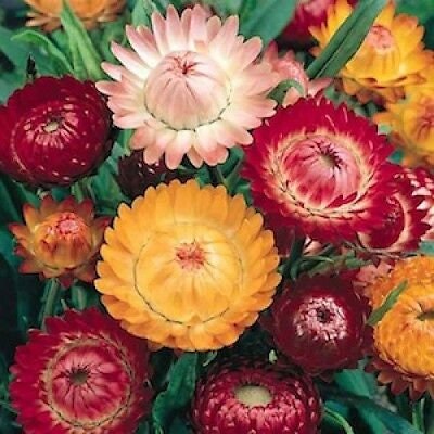 Strawflower Variety: Sultane Mix, Apricot/Peach, Purple-Red, Silvery Rose (100+ seeds of each variety ×4)