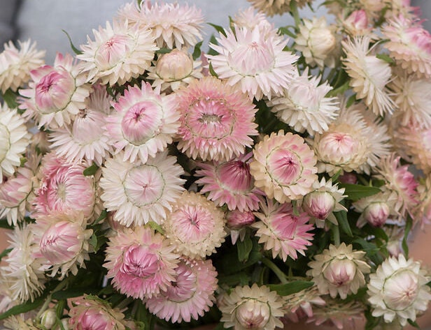 Strawflower Variety: Sultane Mix, Apricot/Peach, Purple-Red, Silvery Rose (100+ seeds of each variety ×4)