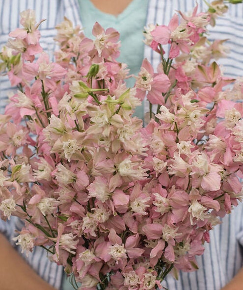 Larkspur Variety: Fancy Pink, Misty Lavender/Earl Grey, White seeds (40 seeds for each variety x3)