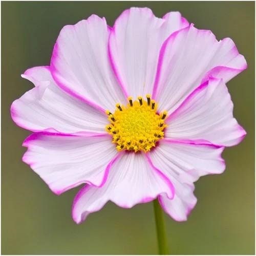 Cosmos Picotee seeds