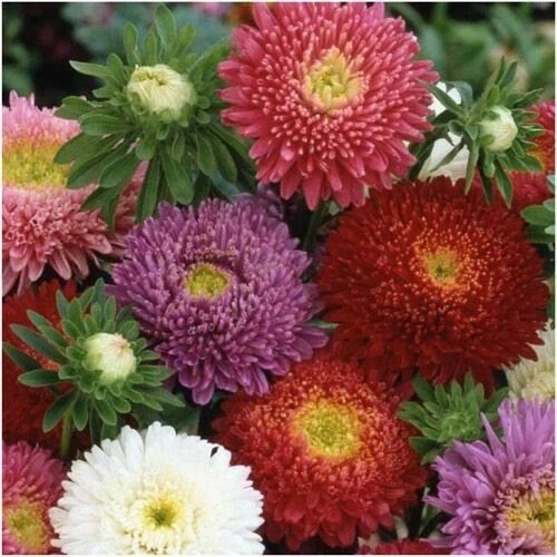 China Aster Powder Puff Mix seeds