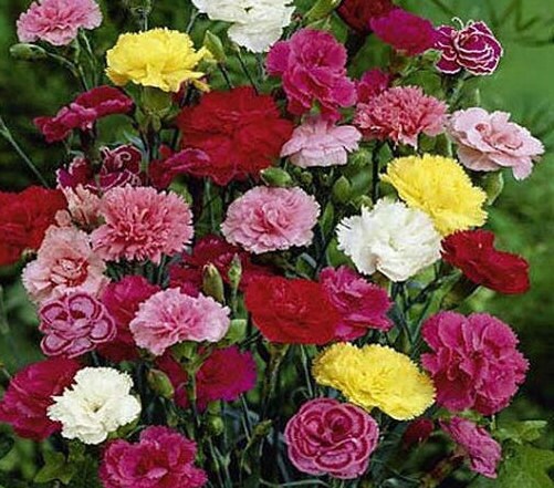 Carnation Grenadin Double Mix seeds