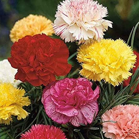 Carnation Chabaud Mix seeds