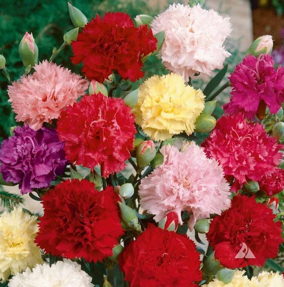 100 Carnation Chabaud Mix seeds