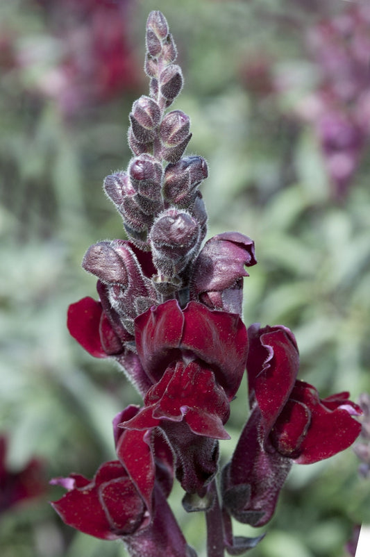 Snapdragon Black Prince seeds