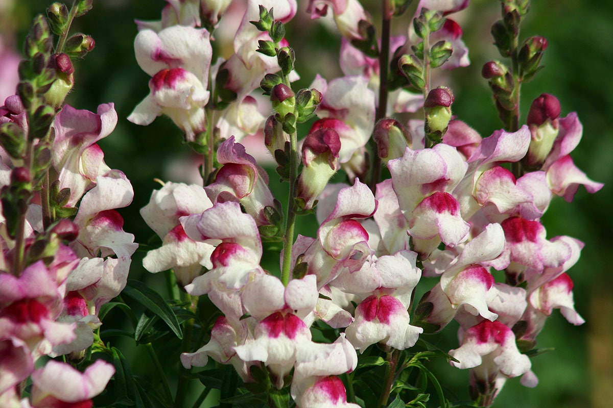 Snapdragon Lucky Lips seeds