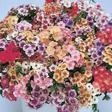 Phlox Variety: Cherry Caramel, Grandiflora mix, Blushing Bride (40 seeds for each variety x3)