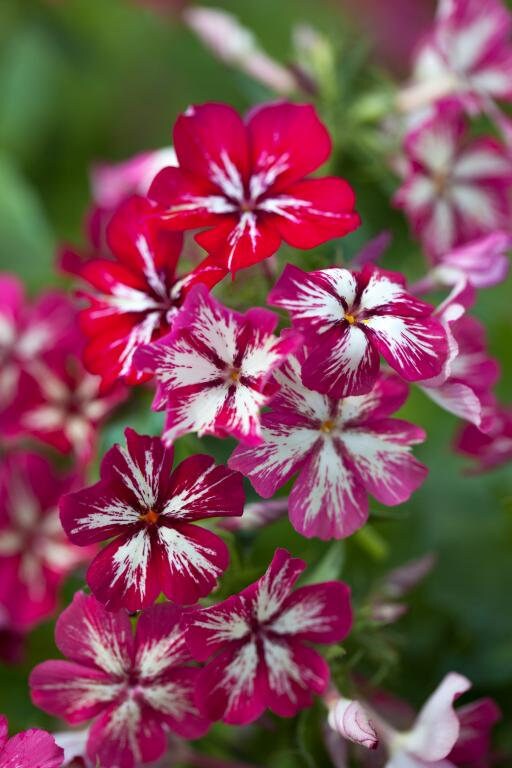 Phlox Variety: Cherry Caramel, Grandiflora mix, Blushing Bride (40 seeds for each variety x3)