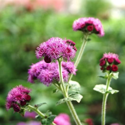 Ageratum Red Flint seeds