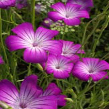 Agrostemma Purple Queen seeds