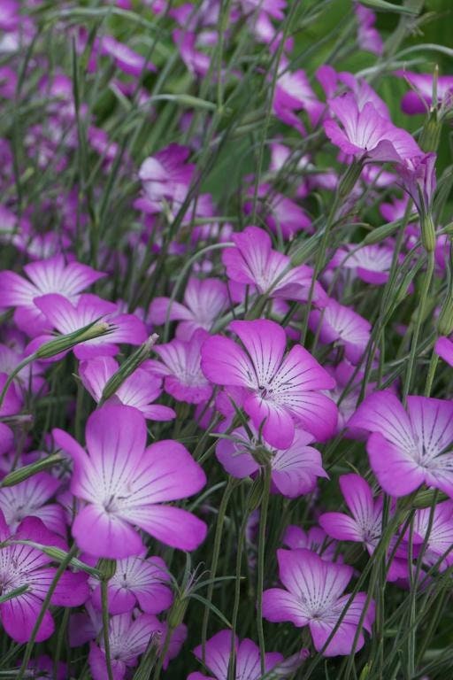 Agrostemma Purple Queen seeds