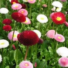 English Daisy Super Enorma Mix seeds