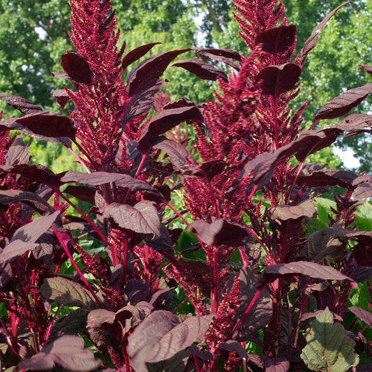 Amaranth Red Spike seeds