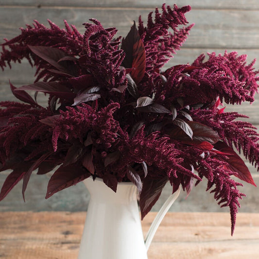 Amaranth Red Spike seeds