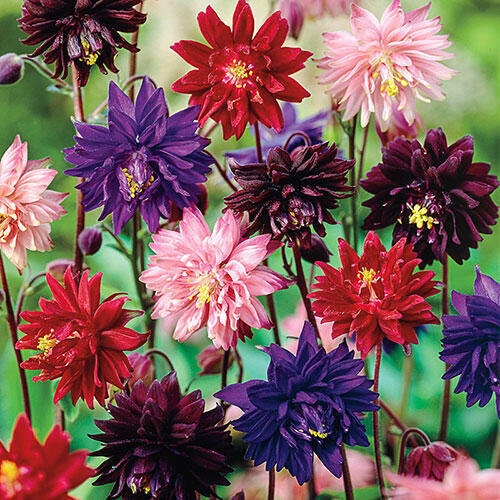 Columbine Barlow Mix seeds