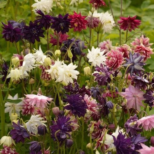 Columbine Barlow Mix seeds