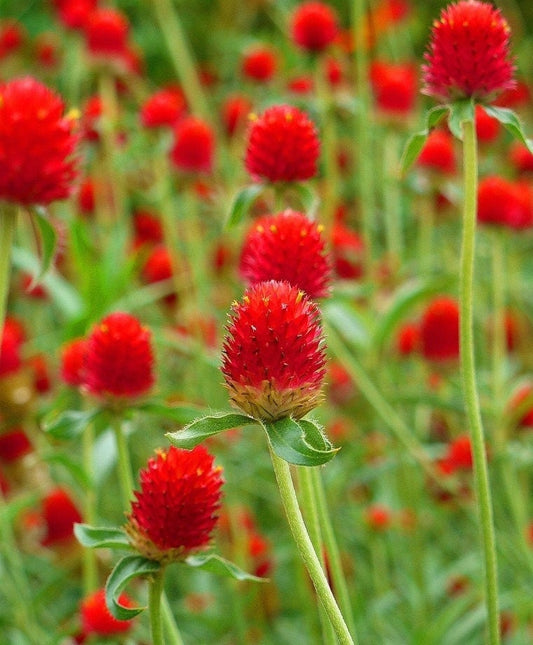 Gomphrena Strawberry Fields seeds