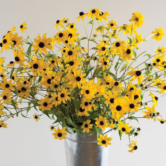 Rudbeckia Triloba seeds