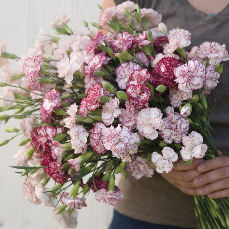 Carnation Chabaud Variety: Orange Sherbet, Marie, La France, Benigna (100 seeds per variety x4)