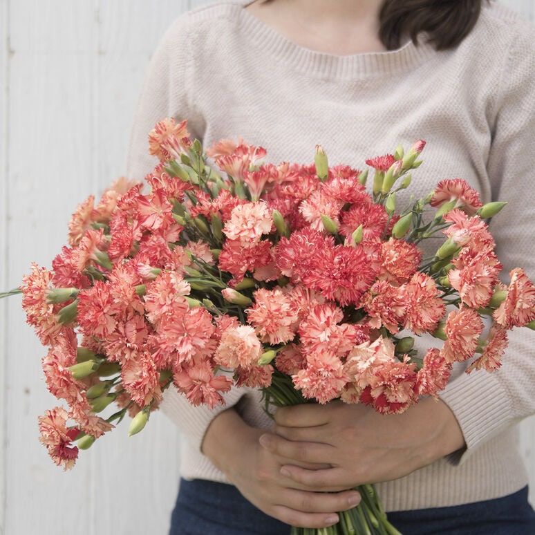 Carnation Chabaud Variety: Orange Sherbet, Marie, La France, Benigna (100 seeds per variety x4)