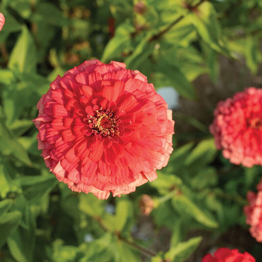 Zinnia Giant Coral seeds